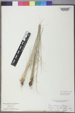 Achnatherum pinetorum image