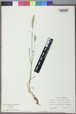 Agropyron cristatum var. cristatum image