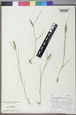 Agropyron cristatum subsp. desertorum image