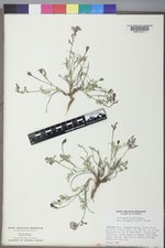 Astragalus miser image