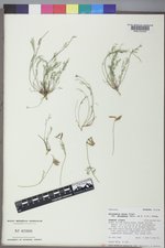 Astragalus miser var. decumbens image