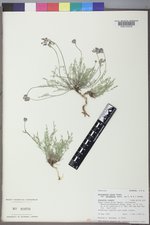 Astragalus miser var. decumbens image
