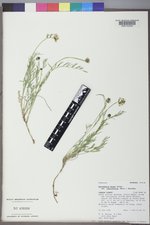 Astragalus miser var. tenuifolius image