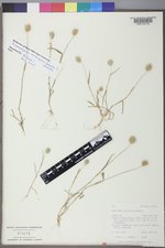 Eremopyrum triticeum image