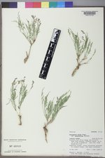Astragalus miser var. praeteritus image
