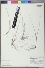 Alopecurus aequalis var. aequalis image