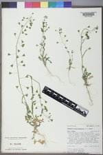 Capsella bursa-pastoris image