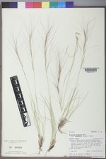 Aristida purpurea var. longiseta image