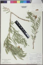 Astragalus nelsonianus image