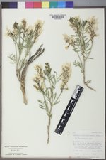 Astragalus nelsonianus image
