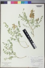 Astragalus oreganus image