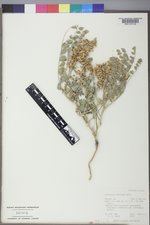 Astragalus oreganus image