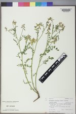 Astragalus paysonii image