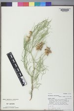 Astragalus pectinatus image