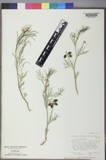 Astragalus pectinatus image