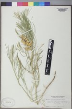 Astragalus pectinatus image