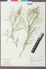 Astragalus pectinatus image