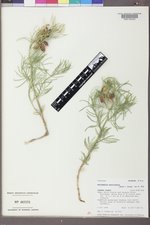 Astragalus pectinatus image