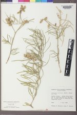 Astragalus pectinatus image