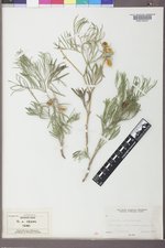 Astragalus pectinatus image