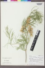 Astragalus pectinatus image