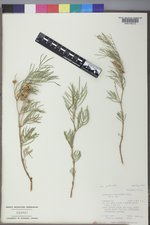 Astragalus pectinatus image