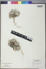 Astragalus proimanthus image