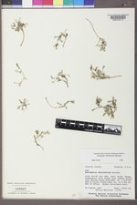 Astragalus molybdenus image
