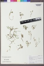 Astragalus molybdenus image