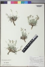 Astragalus spatulatus image