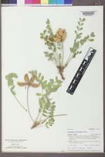 Astragalus shortianus image