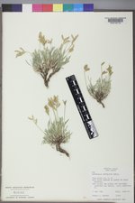 Astragalus spatulatus image