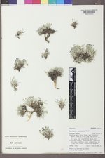 Astragalus spatulatus image