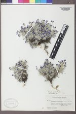 Astragalus spatulatus image