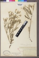 Astragalus multiflorus image