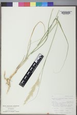 Calamovilfa longifolia var. longifolia image