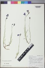 Campanula rotundifolia image