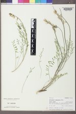 Astragalus terminalis image
