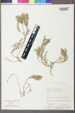 Astragalus tibetanus image