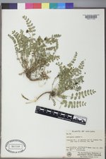 Astragalus alpinus image