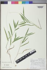 Dichanthelium leibergii image