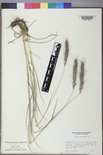 Elymus canadensis var. canadensis image