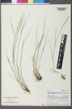 Elymus albicans image