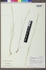 Elymus albicans image