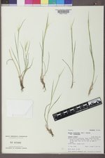 Elymus elymoides var. elymoides image