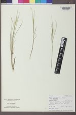 Elymus elymoides var. elymoides image