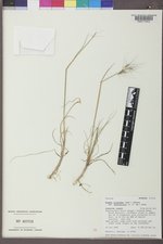 Elymus elymoides subsp. brevifolius image