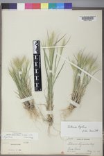 Elymus elymoides var. elymoides image