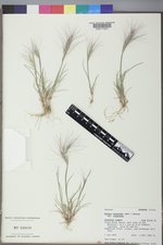 Elymus elymoides var. elymoides image