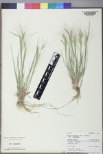 Elymus elymoides var. elymoides image